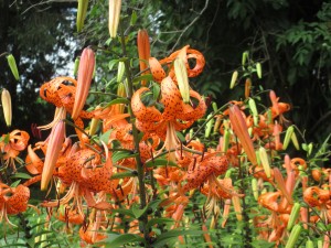 tiger lilies, orange flowers, lilies, 