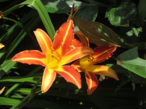 day lily, orange day lilies, old-fashioned day lily,