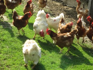 Roosters fight, Roosters and hens, rooster, Chicken flock, Chicken fight,