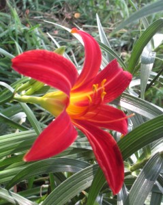 day lily, red-orange day lily,