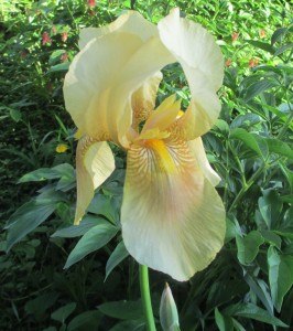 Iris yellow,