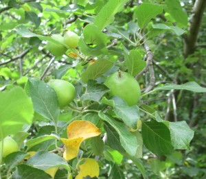 apples growing, apples, apples immature,