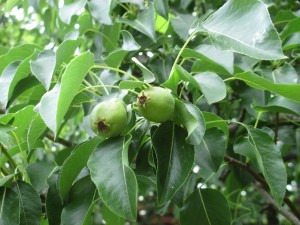 pear, pearing growing, pear immature,