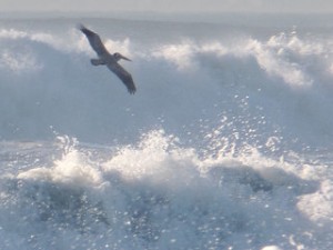 ocean waves, lone bird over waves, 