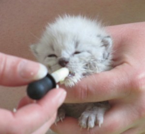 dropper-fed kitten, medicine dropper-fed kitten, kitten eyes starting to open, orphan kitten feeding,