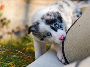 Puppy, dog, australian shepherd,